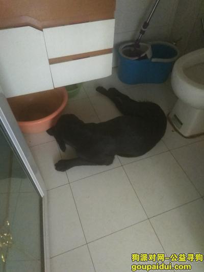 东丽区顶秀欣园捡到一只黑色母拉布拉多，它是一只非常可爱的宠物狗狗，希望它早日回家，不要变成流浪狗。
