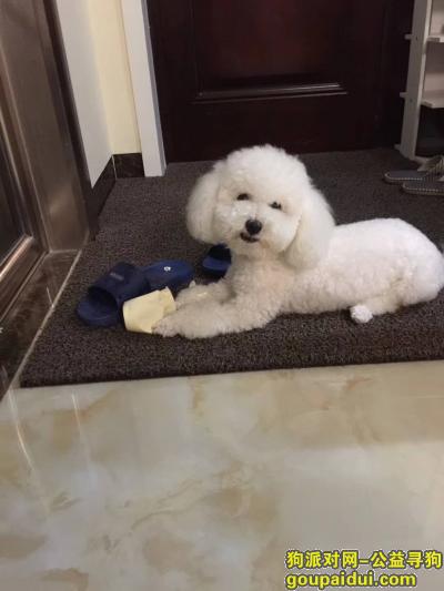 长沙三湘大市场走丢白色母比熊，它是一只非常可爱的宠物狗狗，希望它早日回家，不要变成流浪狗。