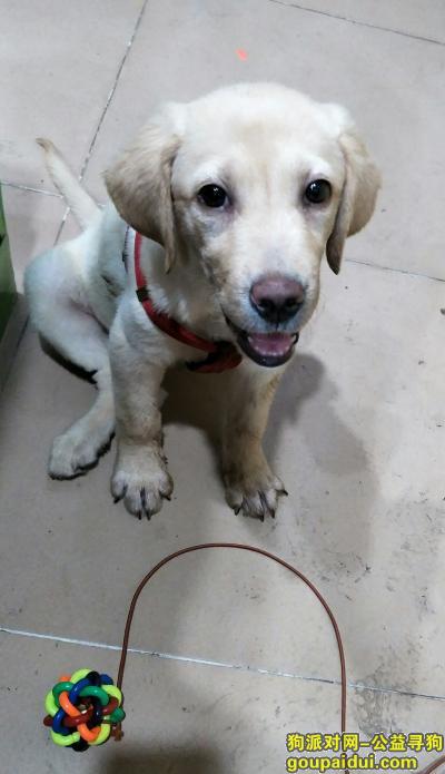 【广州找狗】，请求大家帮帮忙，这有线索必有回报!，它是一只非常可爱的宠物狗狗，希望它早日回家，不要变成流浪狗。