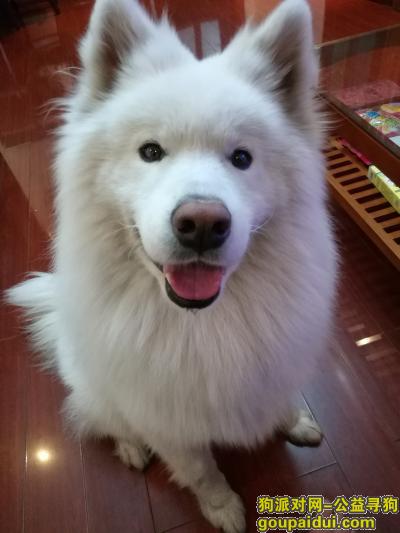 【哈尔滨找狗】，寻找走失萨摩耶公犬一只，它是一只非常可爱的宠物狗狗，希望它早日回家，不要变成流浪狗。