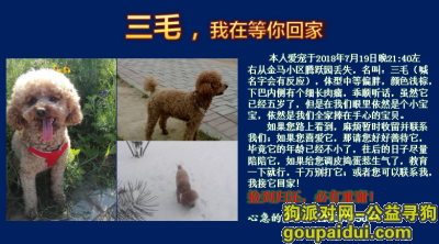 石家庄寻狗启示，寻找浅棕中型泰迪圈犬，它是一只非常可爱的宠物狗狗，希望它早日回家，不要变成流浪狗。