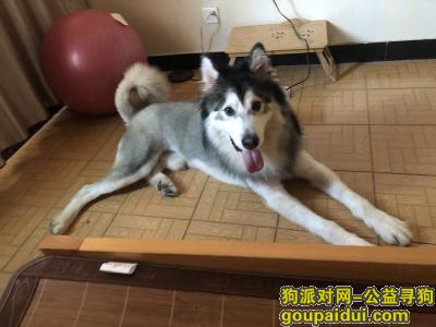 【金华找狗】，金华婺城区工贸街酬谢两千元寻找阿拉斯加，它是一只非常可爱的宠物狗狗，希望它早日回家，不要变成流浪狗。