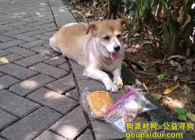 深圳找狗，寻找狗主人 串串 母狗  小型狗，它是一只非常可爱的宠物狗狗，希望它早日回家，不要变成流浪狗。