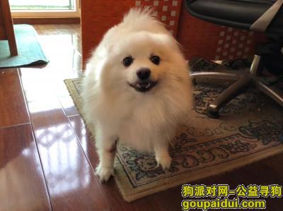 宁波找狗，寻找走失爱犬银狐小白狗，它是一只非常可爱的宠物狗狗，希望它早日回家，不要变成流浪狗。