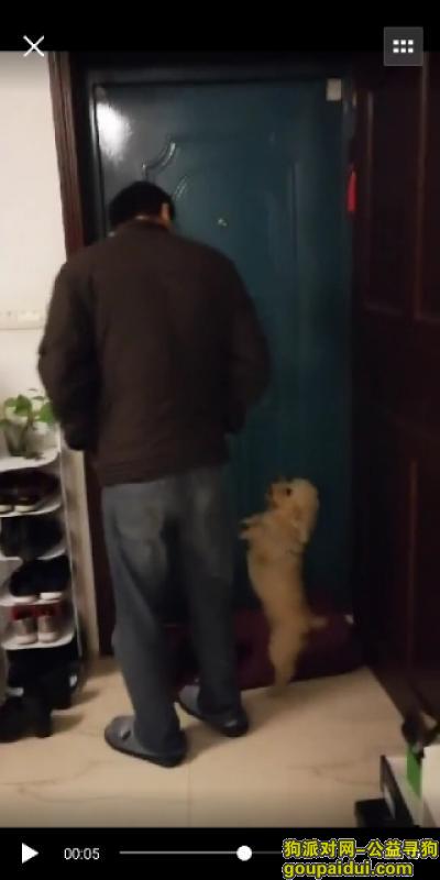 【柳州找狗】，柳州市柳南区瑞龙路酬谢五千元寻找香槟色泰迪，它是一只非常可爱的宠物狗狗，希望它早日回家，不要变成流浪狗。