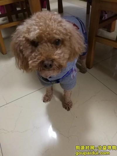 【南京找狗】，寻找家人！5岁泰迪，必有重谢，它是一只非常可爱的宠物狗狗，希望它早日回家，不要变成流浪狗。