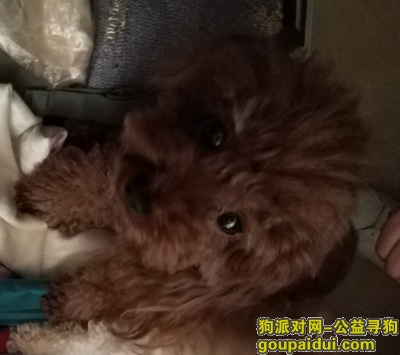 【北京找狗】，大兴区万科天地或者恒大未来城丢失一条棕色母泰迪，它是一只非常可爱的宠物狗狗，希望它早日回家，不要变成流浪狗。