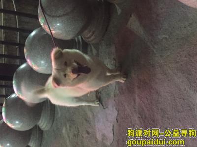 7.21广州永泰金丽城桥底走失，它是一只非常可爱的宠物狗狗，希望它早日回家，不要变成流浪狗。