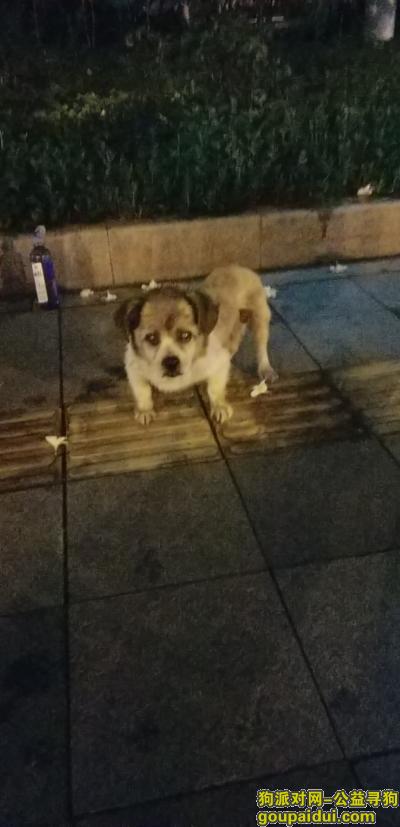 【广州捡到狗】，番禺区里仁洞向阳大街靠马路的走廊位置！，它是一只非常可爱的宠物狗狗，希望它早日回家，不要变成流浪狗。