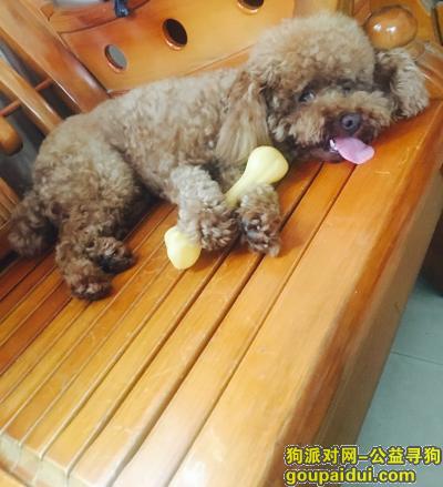 【漳州找狗】，漳华东路坂上村口泰迪公3岁丢失，它是一只非常可爱的宠物狗狗，希望它早日回家，不要变成流浪狗。