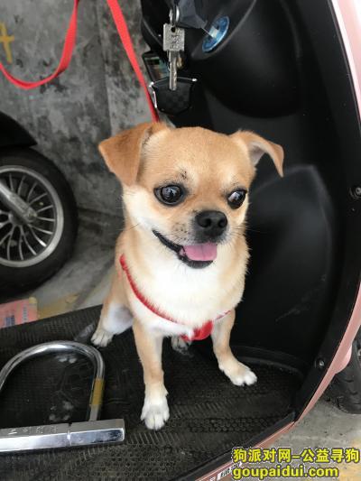 桂林寻狗网，7月23日下午走丢吉娃娃一只，它是一只非常可爱的宠物狗狗，希望它早日回家，不要变成流浪狗。