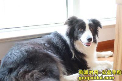 【上海找狗】，边牧于7月27号晚7点半左右走失。，它是一只非常可爱的宠物狗狗，希望它早日回家，不要变成流浪狗。