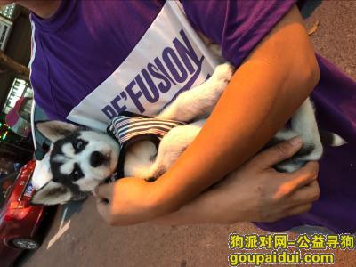 武汉找狗，汉南区纱帽街陡埠走失，它是一只非常可爱的宠物狗狗，希望它早日回家，不要变成流浪狗。