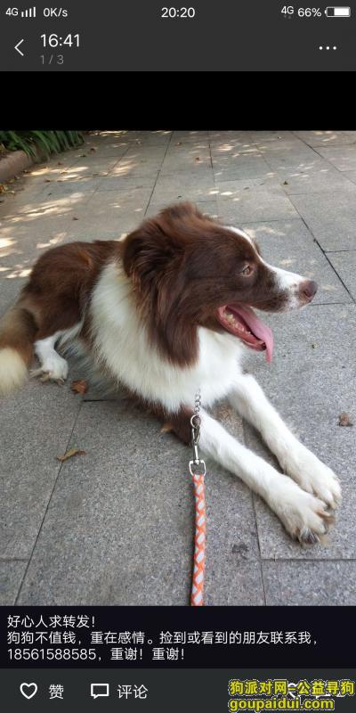 【青岛找狗】，狗狗与7月28在莱西济南路与温州路附近走丢，它是一只非常可爱的宠物狗狗，希望它早日回家，不要变成流浪狗。