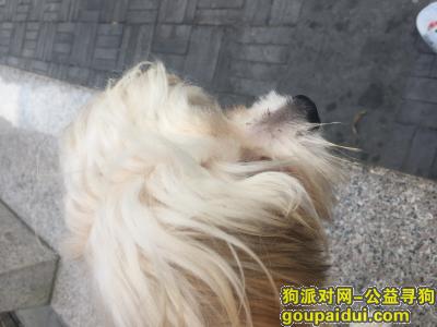 贵阳找狗，电话15519105979，它是一只非常可爱的宠物狗狗，希望它早日回家，不要变成流浪狗。