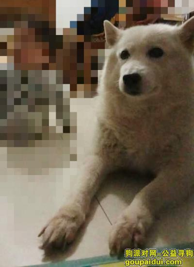 【天津找狗】，天津北辰红桥走失 大白狗 必有重谢，它是一只非常可爱的宠物狗狗，希望它早日回家，不要变成流浪狗。