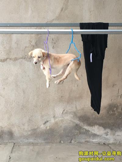 连云港寻狗网，四个月的狗狗走失，大家帮帮忙，它是一只非常可爱的宠物狗狗，希望它早日回家，不要变成流浪狗。
