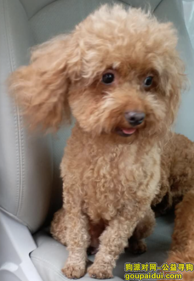 【上海找狗】，2018年7月24日嘉定区皇家花园路附近丢失棕色母泰迪，它是一只非常可爱的宠物狗狗，希望它早日回家，不要变成流浪狗。