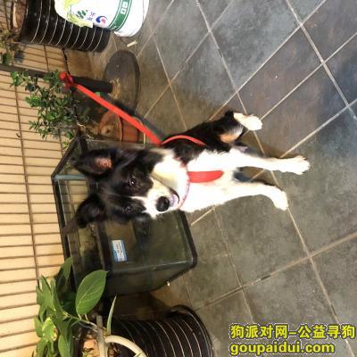 江宁路1415弄捡到一只边境牧羊犬，它是一只非常可爱的宠物狗狗，希望它早日回家，不要变成流浪狗。