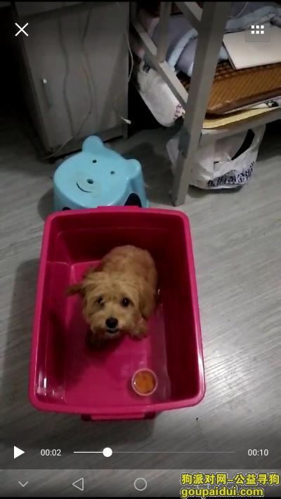 南京栖霞区尧化门捡到小泰迪，它是一只非常可爱的宠物狗狗，希望它早日回家，不要变成流浪狗。