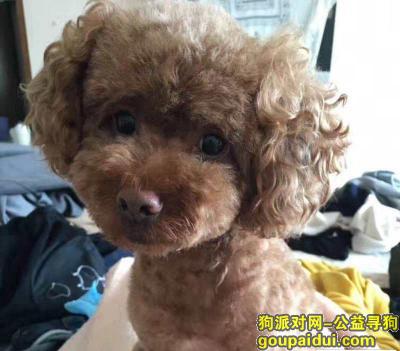 【北京找狗】，演讲与口才杂志社【棕色泰迪狗】找寻启事，它是一只非常可爱的宠物狗狗，希望它早日回家，不要变成流浪狗。