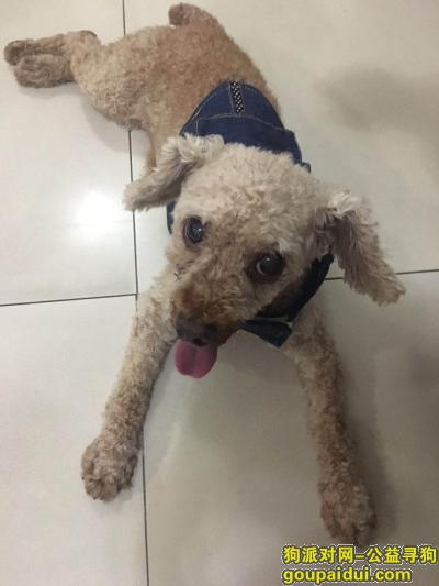【深圳捡到狗】，深圳西丽桥头堡十字路口棕色贵宾，它是一只非常可爱的宠物狗狗，希望它早日回家，不要变成流浪狗。
