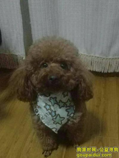 潍坊找狗，高密市凤凰公园附件丢失泰迪狗，它是一只非常可爱的宠物狗狗，希望它早日回家，不要变成流浪狗。