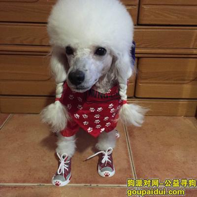 唐山寻狗启示，乐亭县海港路附近丢失白色贵宾一只，它是一只非常可爱的宠物狗狗，希望它早日回家，不要变成流浪狗。