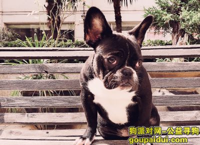 【苏州找狗】，干将东路丽景苑和基广场附近 走丢一直黑色白底 法斗，它是一只非常可爱的宠物狗狗，希望它早日回家，不要变成流浪狗。