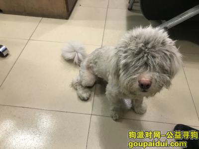 深圳龙华富士康捡到狗，它是一只非常可爱的宠物狗狗，希望它早日回家，不要变成流浪狗。