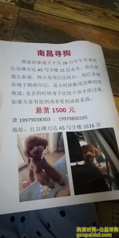 南昌寻狗启示，南昌1500寻找公泰迪，它是一只非常可爱的宠物狗狗，希望它早日回家，不要变成流浪狗。