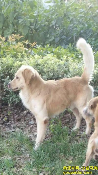 上海奉贤西渡方塔别墅小区酬谢3千元寻找金毛，它是一只非常可爱的宠物狗狗，希望它早日回家，不要变成流浪狗。