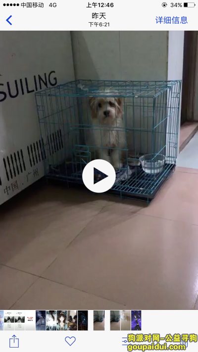 【广州找狗】，番禺区石楼镇一只小白串串狗走丢，它是一只非常可爱的宠物狗狗，希望它早日回家，不要变成流浪狗。