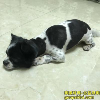 重庆寻狗 黑白相间小型犬，它是一只非常可爱的宠物狗狗，希望它早日回家，不要变成流浪狗。
