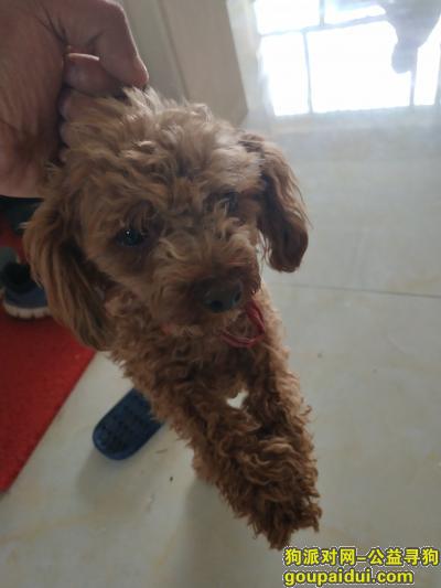 昌吉寻狗网，2018 8 5日捡到一只泰迪狗，它是一只非常可爱的宠物狗狗，希望它早日回家，不要变成流浪狗。