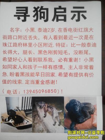哈尔滨找狗，寻找泰迪小黑，8月3日在红旗大街珠江路一带走丢，它是一只非常可爱的宠物狗狗，希望它早日回家，不要变成流浪狗。