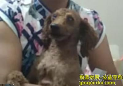 【惠州找狗】，8月一惠阳区三和丢失泰迪，它是一只非常可爱的宠物狗狗，希望它早日回家，不要变成流浪狗。