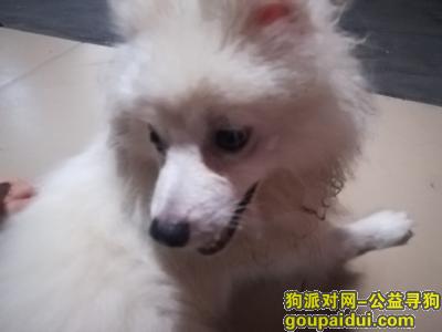 【广州捡到狗】，海珠区后滘北大街中，有丢失的主人请留言回帖，它是一只非常可爱的宠物狗狗，希望它早日回家，不要变成流浪狗。