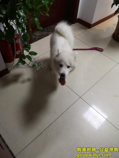 苏州捡到狗，昆山兆丰路地铁站附近捡到一只白色半大萨摩耶，它是一只非常可爱的宠物狗狗，希望它早日回家，不要变成流浪狗。