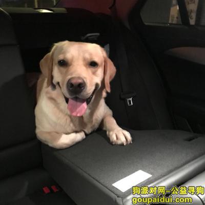 【惠州找狗】，名字叫开开，在惠州下角凌湖走丢，它是一只非常可爱的宠物狗狗，希望它早日回家，不要变成流浪狗。