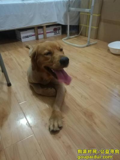 南京捡到狗，8月7日 红山路墨香路路口捡到只金毛，主人快来领走，它是一只非常可爱的宠物狗狗，希望它早日回家，不要变成流浪狗。
