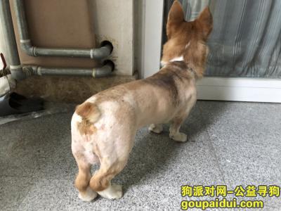 【北京捡到狗】，順義區火沙路撿到全新的犬，它是一只非常可爱的宠物狗狗，希望它早日回家，不要变成流浪狗。
