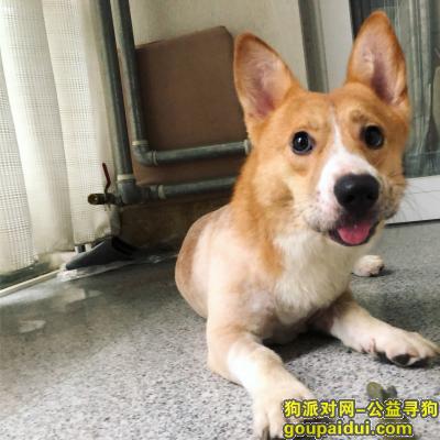 北京寻狗主人，順義區後沙峪火沙路祥雲小鎮，它是一只非常可爱的宠物狗狗，希望它早日回家，不要变成流浪狗。
