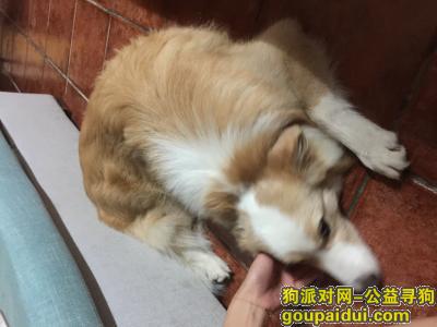 【北京捡到狗】，2018年8月10日凌晨朗琴园附近捡到的，它是一只非常可爱的宠物狗狗，希望它早日回家，不要变成流浪狗。