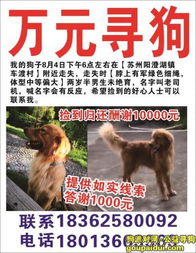 苏州市相城区澄湖镇车渡村悬赏一万元寻找金毛，它是一只非常可爱的宠物狗狗，希望它早日回家，不要变成流浪狗。