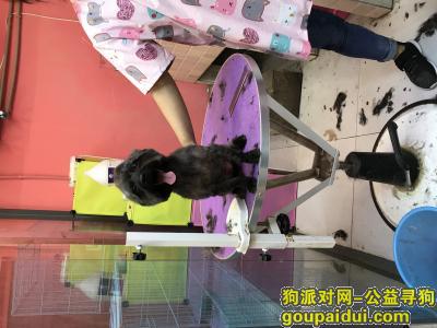 【重庆找狗】，2018年8月11号早上7点半，在红石路航天职大车站走丢，它是一只非常可爱的宠物狗狗，希望它早日回家，不要变成流浪狗。