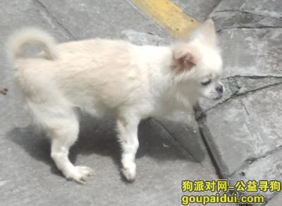 寻找走失的小狗，13岁，它是一只非常可爱的宠物狗狗，希望它早日回家，不要变成流浪狗。