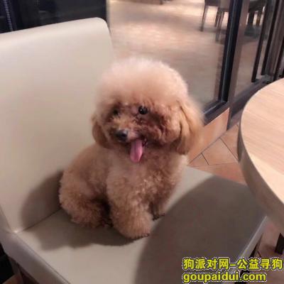 惠州找狗，寻找我的小泰迪，很想很想它《卡卡》，它是一只非常可爱的宠物狗狗，希望它早日回家，不要变成流浪狗。