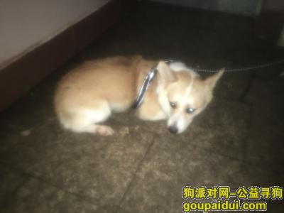 8月12日晚上10点左右在上海市普陀区李子园花园捡到一只黄色背毛柯基，它是一只非常可爱的宠物狗狗，希望它早日回家，不要变成流浪狗。