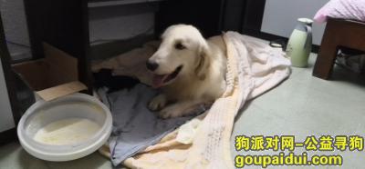 【深圳捡到狗】，寻找真正狗主人金毛 在线等，它是一只非常可爱的宠物狗狗，希望它早日回家，不要变成流浪狗。